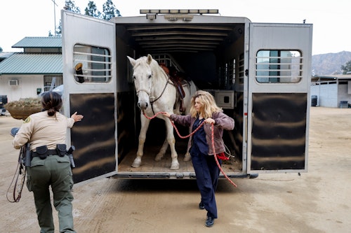 Horses were evacuated 