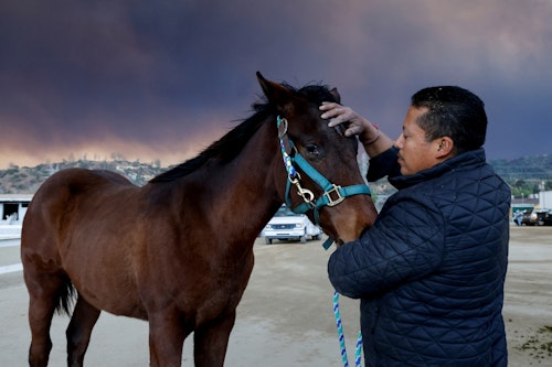 Horses were evacuated 