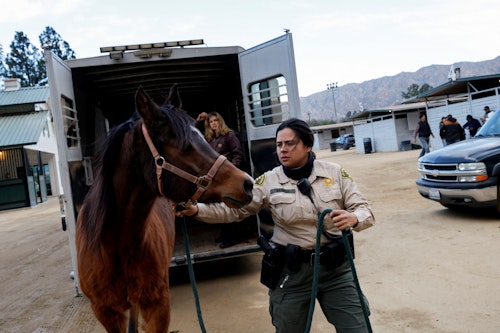 Horses were evacuated 